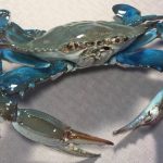 blue crab